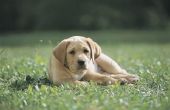 Wat zijn de symptomen die een hond zou krijgen als ze Ate Weed Killer?