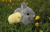 Speciale voorzorgsmaatregelen voor het aantrekken van konijnen en kippen samen