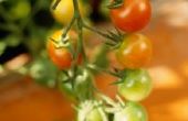 Wanneer Plant tomaten in Tennessee