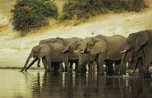 De gewoonten van de migratie van Afrikaanse olifanten