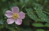 Betekenissen van de bloem & Wildrose