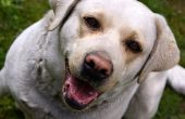 Ivermectine bijwerkingen in honden