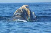 Over de walvis spotten in Florida