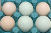 Wat rassen van kippen blauwe eieren leggen?