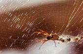 Hoe te herkennen van gevaarlijke Ierse spinnen