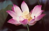 Hoe kan een lotusbloem bestoven krijgen?