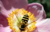 Zelfgemaakte Bee afstotend