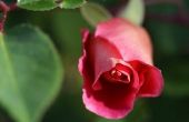 Het behouden van een Rose bloem