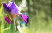 Hoe de zorg voor Iris planten na de bloei