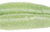 Hoe zout komkommers voor salade