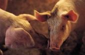 Remedies voor ontworming Hogs