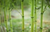 Hoe snel groeit bamboe?