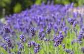 How to Grow lavendel in Texas
