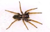 Lijst van kleine bruine spinnen