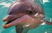 Hoe kreeg dolfijnen hun naam?