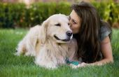 Tekenen & symptomen van loodvergiftiging bij honden