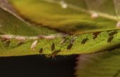 Kleine zwarte Bugs onder Plant verlaat