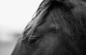 How to Monitor een paarden foetale hartslag met een stethoscoop