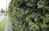 How to Grow een Cotoneaster Hedge