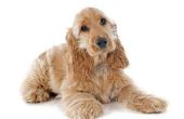Redenen voor het verlies van blaascontrole bij honden