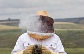 Hoe om te oogsten van honing zonder een Extractor