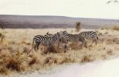 Lijst van savanne dieren