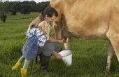 Hoe maak je een Model koe melken