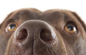 Hoe een hond Sinus infectie te behandelen