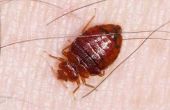 Hoe te identificeren Bed Bug Bites