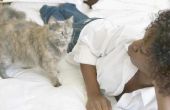 Tekenen van problemen van de schildklier bij katten