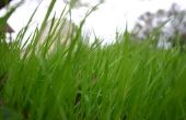 Chemische stoffen voor gebruik op krab gras