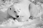 Wat zijn de abiotische en biotische factoren die van invloed zijn ijsberen?