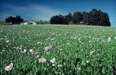 Wetten van Florida over Opium Papaver Somniferum