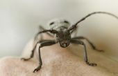Zwarte Beetle identificatie