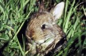 Nesten gewoonten van wilde konijnen