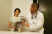 Hoe te beginnen een veterinaire ziekenhuis