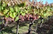 Hoe snel wijnstokken groeien?