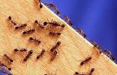 How to Get Rid van een Ant besmetting
