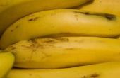 Eerlijke Project van de wetenschap op het rijpen van bananen