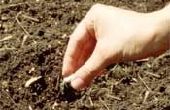 How to Plant plantaardige zaden buiten