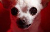 Wat Miniature hond is ontstaan in Mexico?