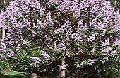 Hoe Plant een Paulownia boom voor snelle schaduw