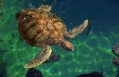 Wat zijn de vijanden van de zeeschildpadden?