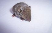 Hoe te vangen van een muis zonder het kwetsen