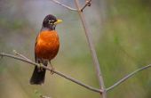 Feiten over de Wisconsin State Bird - Amerikaanse Robin