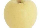 Gele heerlijke Apple Tree feiten