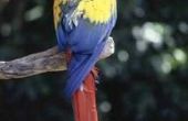Zijn er gevaarlijke bacteriën in Parrot uitwerpselen?
