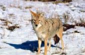 Tekenen & symptomen van rabiës in Coyotes