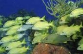 Snorkelen en duiken op melasse Reef, Florida
