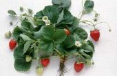 Wat Is het verschil tussen juni dragende en Everbearing aardbeien?